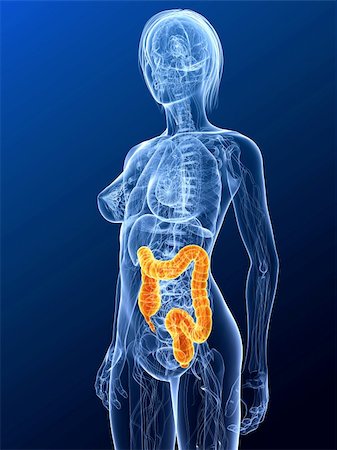 digestion female - 3d rendered illustration of a female anatomy with highlighted colon Foto de stock - Super Valor sin royalties y Suscripción, Código: 400-04189611