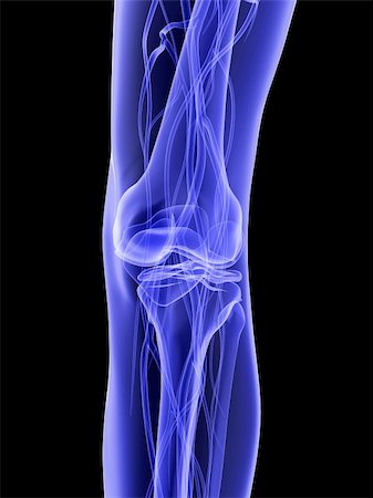 3d rendered illustration of a transparent healthy knee Stock Photo - Budget Royalty-Free & Subscription, Code: 400-04189686