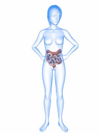 simsearch:400-04053400,k - 3d rendered illustration of a female anatomy with intestines Foto de stock - Super Valor sin royalties y Suscripción, Código: 400-04189729