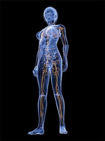 3d rendered illustration of a female anatomy with highlighted lymphatic Stock Photo - Budget Royalty-Free & Subscription, Code: 400-04189751