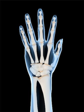 simsearch:400-06394180,k - 3d rendered illustration of a human skeletal hand Foto de stock - Super Valor sin royalties y Suscripción, Código: 400-04189777