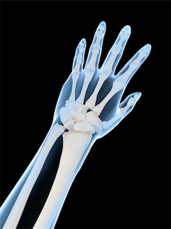 simsearch:400-06394180,k - 3d rendered illustration of a human skeletal hand Foto de stock - Super Valor sin royalties y Suscripción, Código: 400-04189778