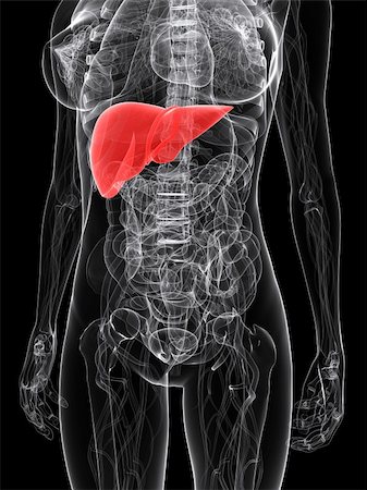 simsearch:400-04692138,k - 3d rendered illustration of a female anatomy with highlighted liver Foto de stock - Super Valor sin royalties y Suscripción, Código: 400-04189797