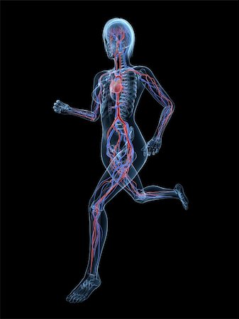 simsearch:400-04103615,k - 3d rendered illustration of female skeleton with vascular system Foto de stock - Super Valor sin royalties y Suscripción, Código: 400-04189815