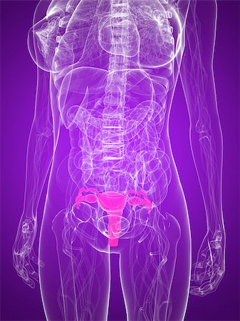 simsearch:400-04189602,k - 3d rendered illustration of a female anatomy with highlighted uterus Stock Photo - Budget Royalty-Free & Subscription, Code: 400-04189816