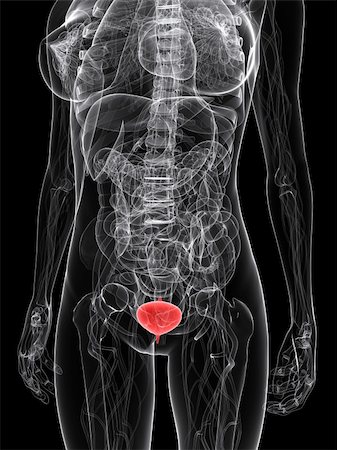 simsearch:400-04189602,k - 3d rendered illustration of a female anatomy with highlighted bladder Stock Photo - Budget Royalty-Free & Subscription, Code: 400-04189811