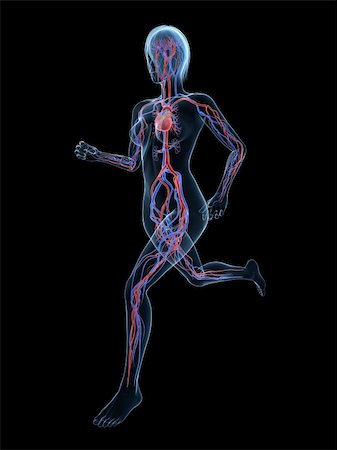 simsearch:400-04103615,k - 3d rendered illustration of female skeleton with vascular system Foto de stock - Super Valor sin royalties y Suscripción, Código: 400-04189824