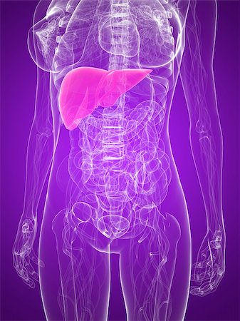 3d rendered illustration of a female anatomy with highlighted liver Stock Photo - Budget Royalty-Free & Subscription, Code: 400-04189821