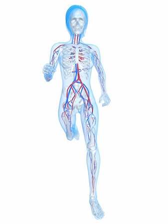 simsearch:400-04103615,k - 3d rendered illustration of female skeleton with vascular system Stock Photo - Budget Royalty-Free & Subscription, Code: 400-04189838