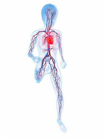 simsearch:400-04103615,k - 3d rendered illustration of a running skeleton with highlighted heart Stock Photo - Budget Royalty-Free & Subscription, Code: 400-04189868