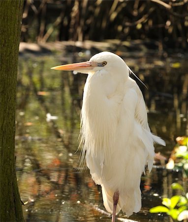 simsearch:400-05145913,k - Cattle egret in the Florida Everglades Foto de stock - Super Valor sin royalties y Suscripción, Código: 400-04180226