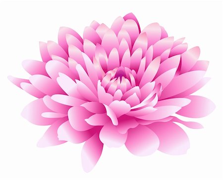 simsearch:400-05128577,k - pink flower isolate on the white background Stockbilder - Microstock & Abonnement, Bildnummer: 400-04180251