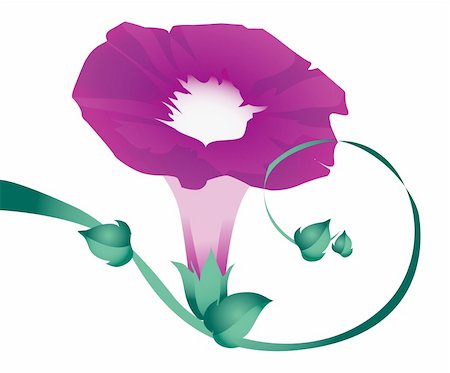filigree borders clip art - Purple Morning Glory Flowers on the white background Stock Photo - Budget Royalty-Free & Subscription, Code: 400-04180402