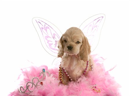 funny dog tiara pictures - american cocker spaniel puppy dressed up as an angel with pink boa on white background Stock Photo - Budget Royalty-Free & Subscription, Code: 400-04180767