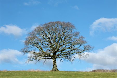 Oak tree in winter in a field with a hedgerow to one side,  against a blue sky with clouds. Stock Photo - Budget Royalty-Free & Subscription, Code: 400-04180791