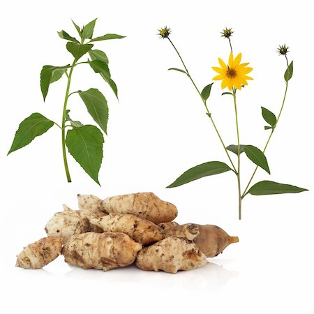 Jerusalem artichoke vegetables with specimen flower and leaf stem, isolated over white background. Helianthus tuberosus. Photographie de stock - Aubaine LD & Abonnement, Code: 400-04180793