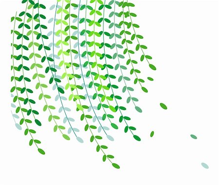Willow leaves in a white background,used as texture Stock Photo - Budget Royalty-Free & Subscription, Code: 400-04180835