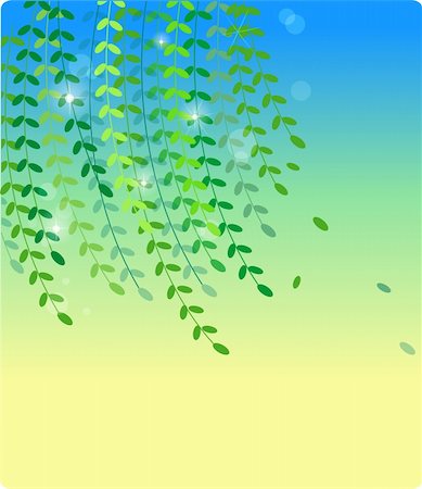 Willow leaves in a white background,used as texture Stock Photo - Budget Royalty-Free & Subscription, Code: 400-04180876