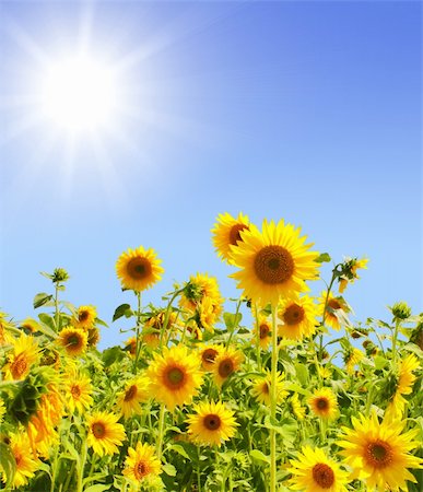 simsearch:400-05682398,k - Yellow sunflowers and bright sun Stock Photo - Budget Royalty-Free & Subscription, Code: 400-04181004