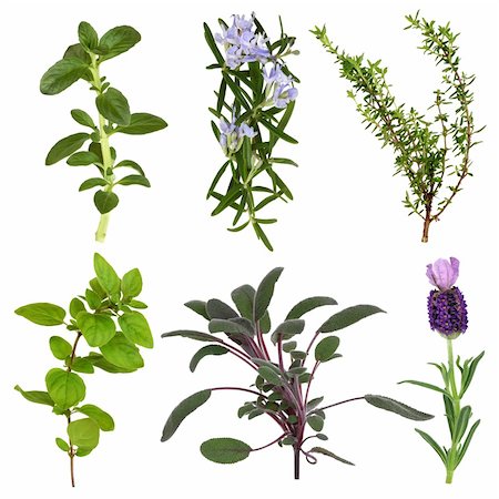 Herb leaf collection of mint, rosemary, thyme, oregano, sage, and lavender flower, isolated over white background. Photographie de stock - Aubaine LD & Abonnement, Code: 400-04181277