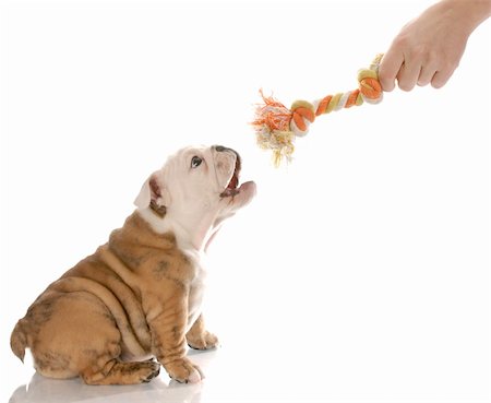 simsearch:400-05306211,k - english bulldog puppy barking at hand offering dog toy Stock Photo - Budget Royalty-Free & Subscription, Code: 400-04181577