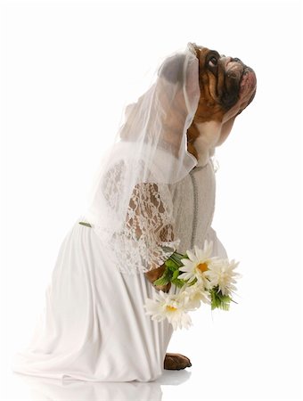 english bulldog wearing bride costume and carrying flowers standing up with reflection on white background Stock Photo - Budget Royalty-Free & Subscription, Code: 400-04181860