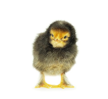 simsearch:400-05194519,k - Cute little baby chicken isolated on white background Foto de stock - Royalty-Free Super Valor e Assinatura, Número: 400-04181876