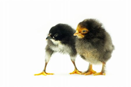 simsearch:400-05194519,k - Cute little baby chicken isolated on white background Foto de stock - Royalty-Free Super Valor e Assinatura, Número: 400-04181879