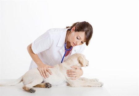 simsearch:400-08372788,k - Young female veterinary taking care of a beautiful labrador dog Stock Photo - Budget Royalty-Free & Subscription, Code: 400-04181944