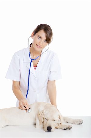 simsearch:400-08372788,k - Young female veterinary taking care of a beautiful labrador dog Stock Photo - Budget Royalty-Free & Subscription, Code: 400-04181946