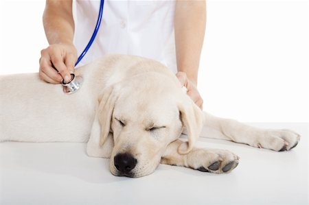 simsearch:400-08372788,k - Young female veterinary taking care of a beautiful labrador dog Stock Photo - Budget Royalty-Free & Subscription, Code: 400-04181947