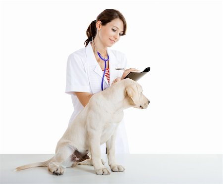 examination folder - Young female veterinary taking care of a beautiful labrador dog Stock Photo - Budget Royalty-Free & Subscription, Code: 400-04181948