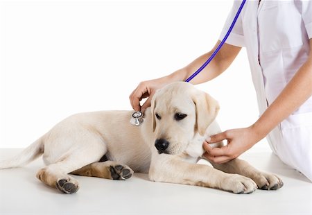 simsearch:400-08372788,k - Young female veterinary taking care of a beautiful labrador dog Stock Photo - Budget Royalty-Free & Subscription, Code: 400-04181943