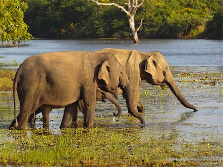 elephant asian young - two adult sri lankan elephants with a small baby in a pool in yala national park sri lanka Stock Photo - Budget Royalty-Free & Subscription, Code: 400-04182205