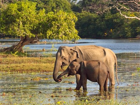 a mother and baby elephant at a water hole in yala national park sri lanka Stock Photo - Budget Royalty-Free & Subscription, Code: 400-04182206