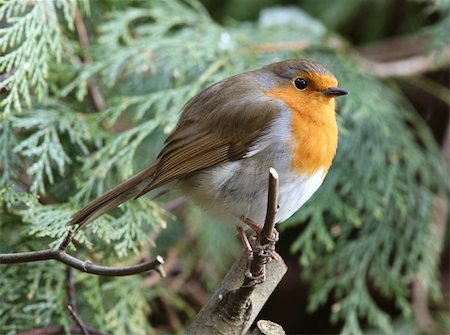 robins - Portrait of a male Robin Stock Photo - Budget Royalty-Free & Subscription, Code: 400-04182234