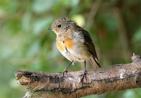 robin christmas - Portrait of a young Robin Stock Photo - Budget Royalty-Free & Subscription, Code: 400-04182231