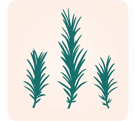 Rosemary herbs vector illustration. Green silhouette isolated on light brown background. Stock Photo - Budget Royalty-Free & Subscription, Code: 400-04182274