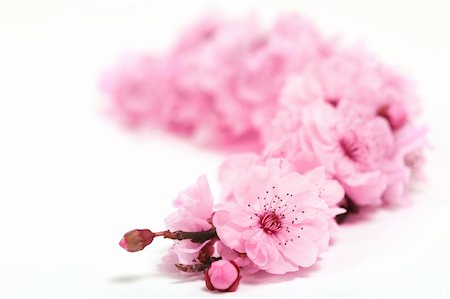 Cherry Tree Blossoms of Spring on White Background With Extreme Depth of Field Stock Photo - Budget Royalty-Free & Subscription, Code: 400-04182324