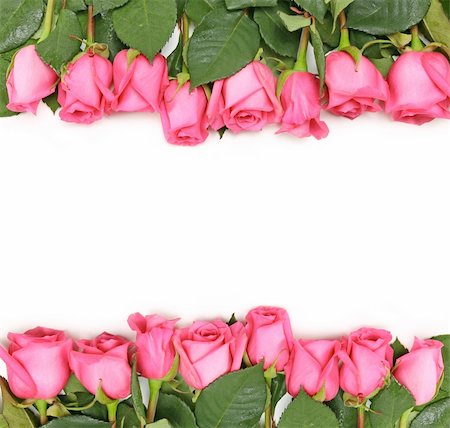 Pink Roses Lined Up as a Border on a White Background Stock Photo - Budget Royalty-Free & Subscription, Code: 400-04182320