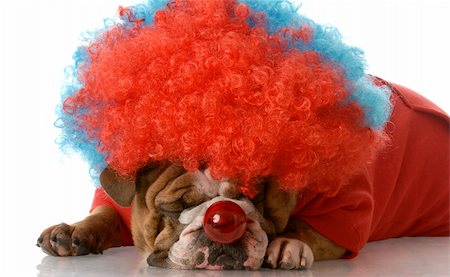 simsearch:673-02139828,k - english bulldog wearing clown wig and nose laying down with reflection on white background Foto de stock - Super Valor sin royalties y Suscripción, Código: 400-04183634