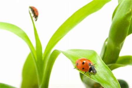 simsearch:400-05883361,k - red ladybug on green grass isolated Photographie de stock - Aubaine LD & Abonnement, Code: 400-04183639
