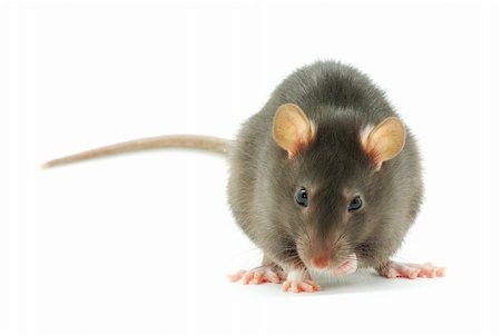 simsearch:400-04719873,k - funny rat  isolated on white background Stock Photo - Budget Royalty-Free & Subscription, Code: 400-04183640