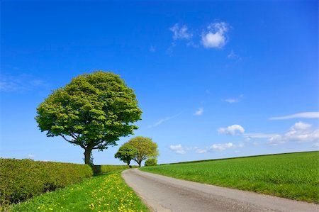 an english country lanscape with wheatfields trees dandelions flowering in the grass verge and hawthorn hedges under a blue sky in springtime Stock Photo - Budget Royalty-Free & Subscription, Code: 400-04183652