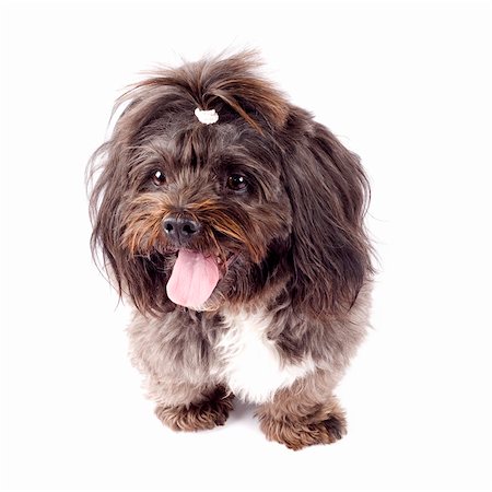 simsearch:400-07571868,k - black bichon standing on a white background with mouth open Fotografie stock - Microstock e Abbonamento, Codice: 400-04194524