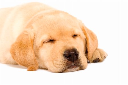 simsearch:400-04303358,k - Sleeping Labrador retriever puppy against white background Stockbilder - Microstock & Abonnement, Bildnummer: 400-04194558