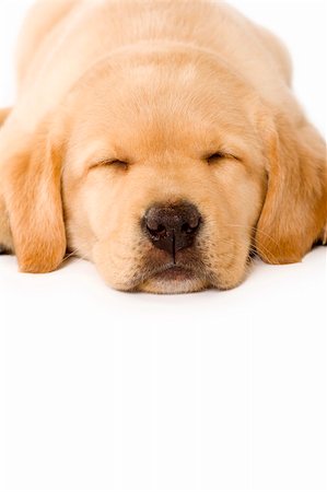 simsearch:400-04303358,k - sleepy Puppy Labrador retriever cream on white background Stockbilder - Microstock & Abonnement, Bildnummer: 400-04194559