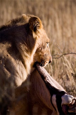 Male lion with a bloody face, carrying a dead oryx by its throat Stockbilder - Microstock & Abonnement, Bildnummer: 400-04194938