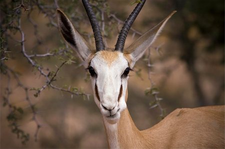 springbok - Springbok pulling a funny face at the camera Stock Photo - Budget Royalty-Free & Subscription, Code: 400-04194939