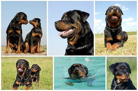 simsearch:400-07124923,k - composite picture with purebred dogs and puppy rottweiler in nature or water Stockbilder - Microstock & Abonnement, Bildnummer: 400-04195112